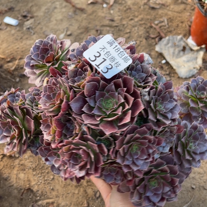 313荷兰玫瑰手捧1号