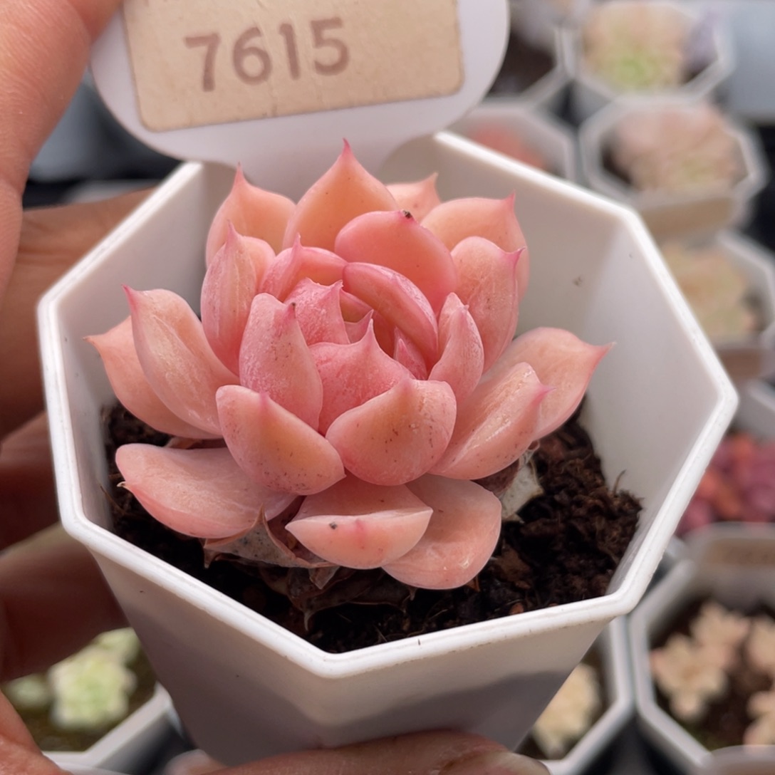 昂斯诺7615-5.0厘米