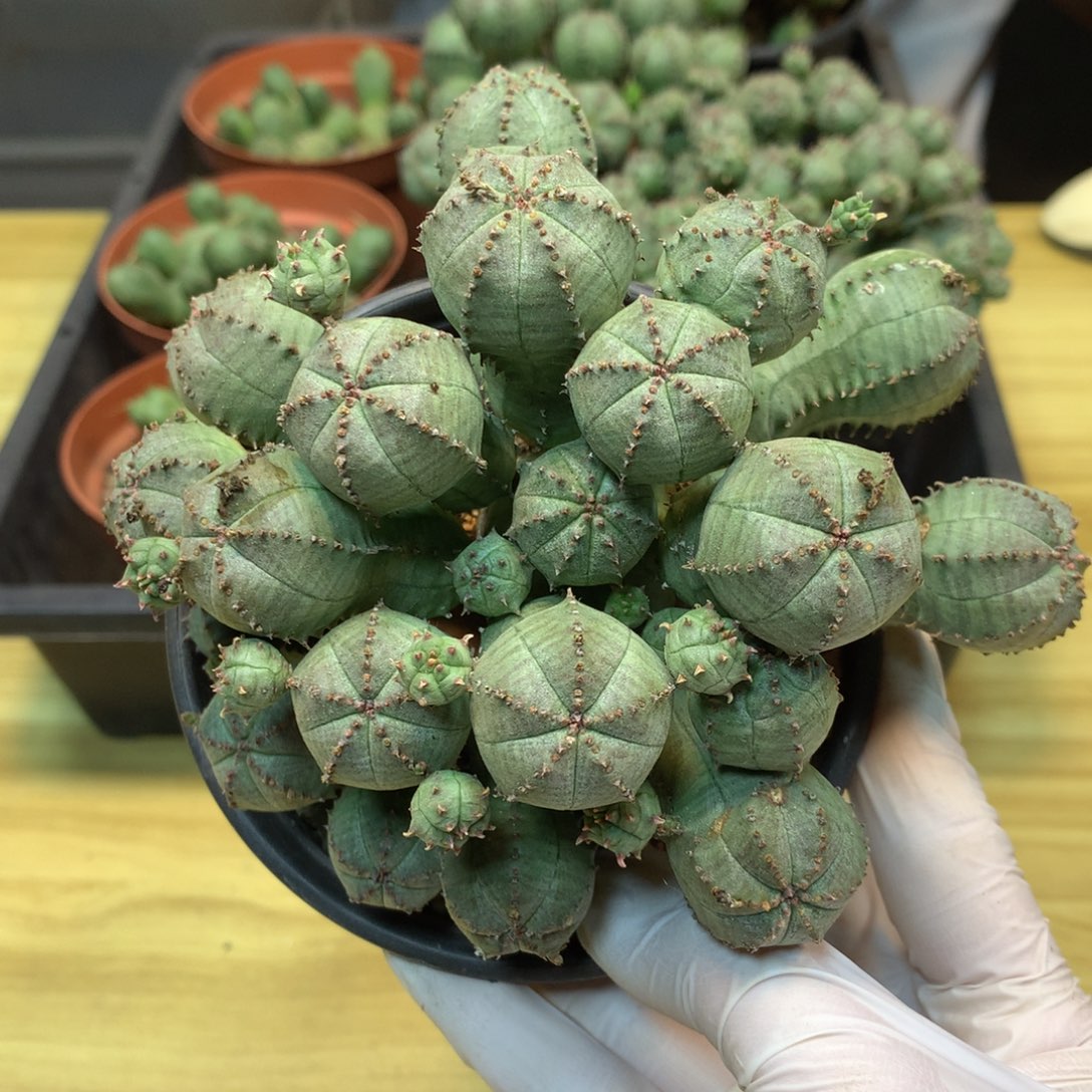      自根 子吹布纹球 整体12公分起发 不包掉头