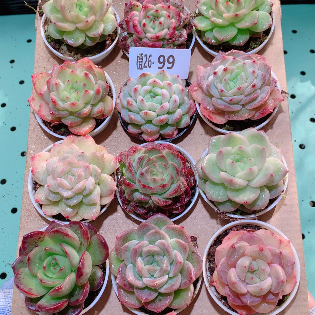 26-99一物一拍多肉带盆18颗