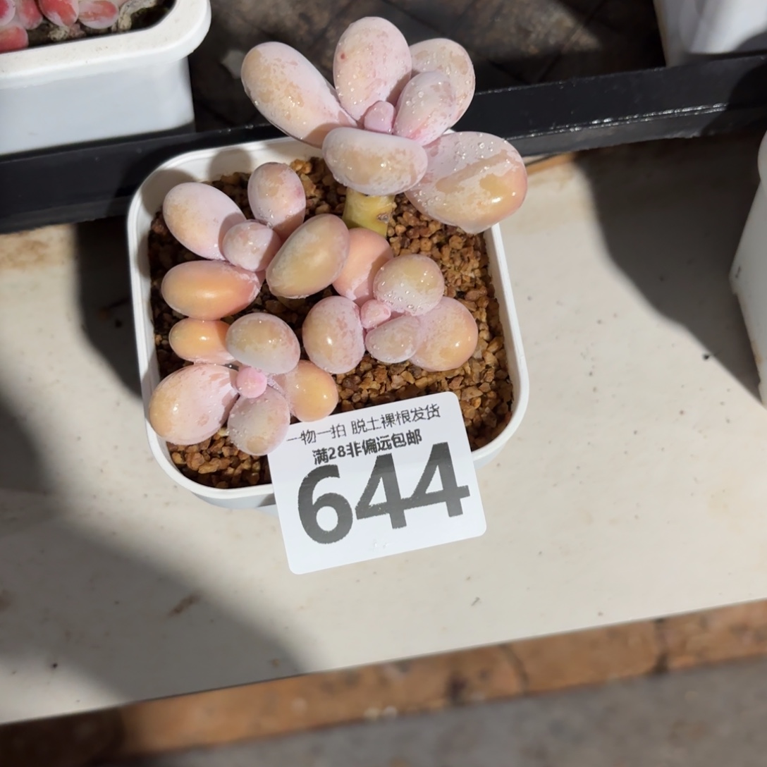 蛋黄奶无盆土发货