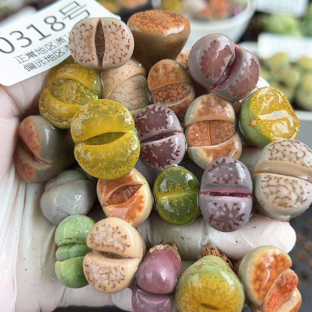 好养易活生石花大母本0318共21颗