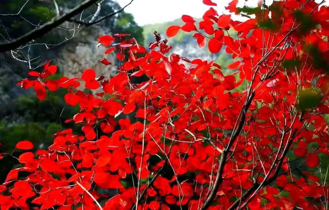 红叶黄栌盆景素材