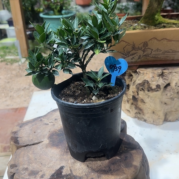 财***道直播间八房柑一物一拍