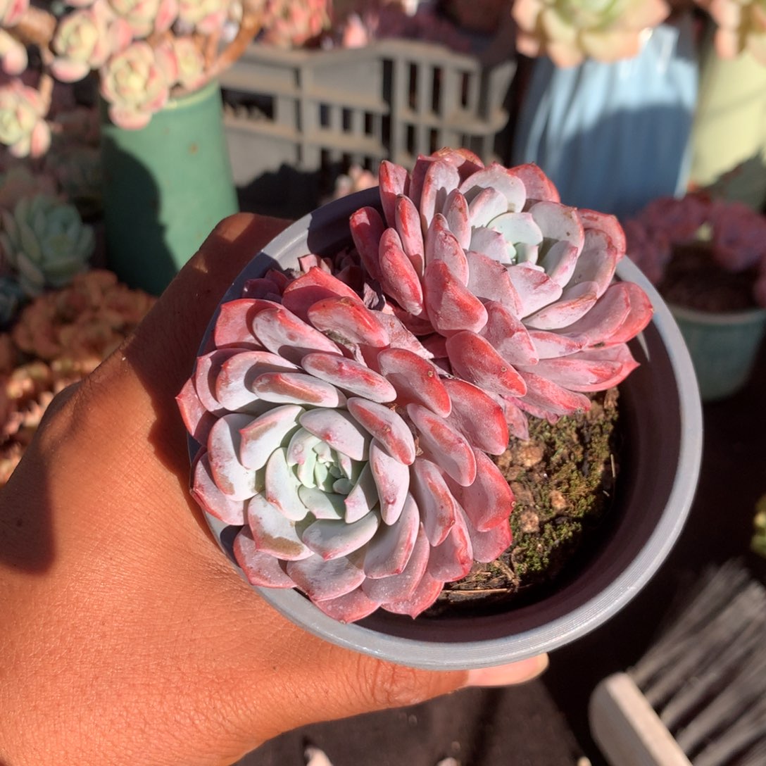 你也不要多吃些饭呀