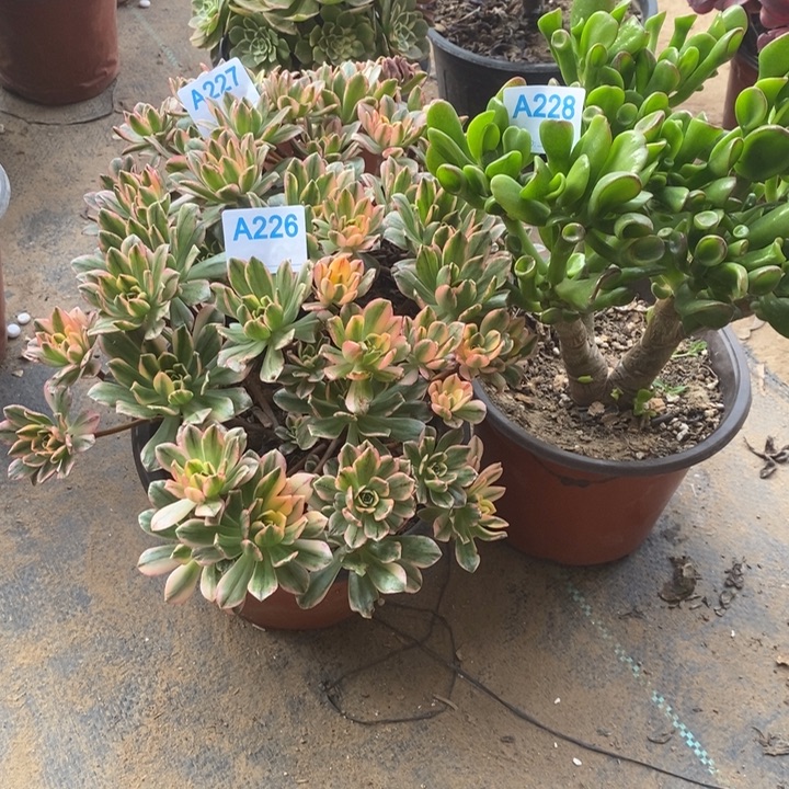 ꧁***꧂三226227228。               