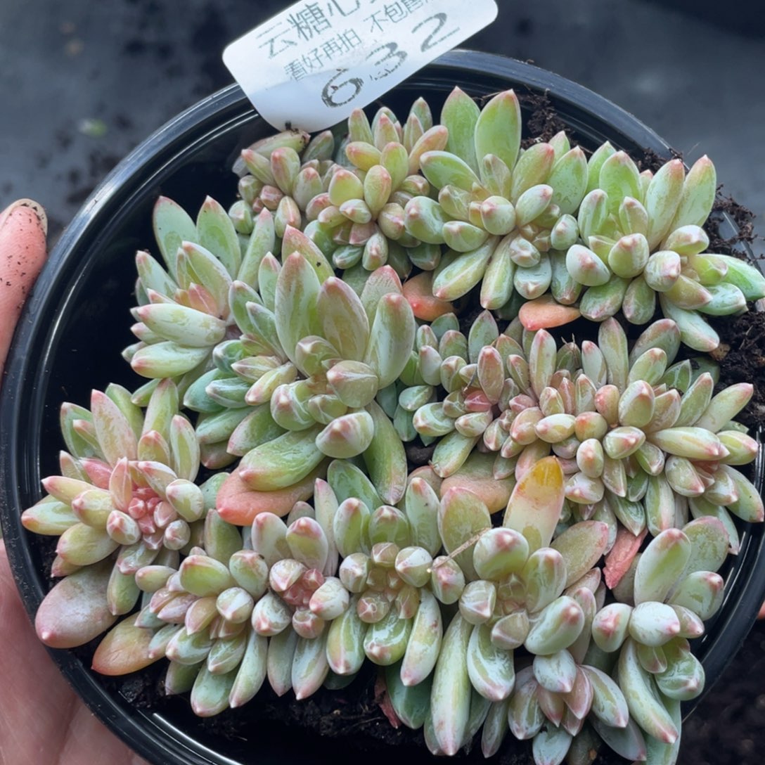 云糖心多肉植物632