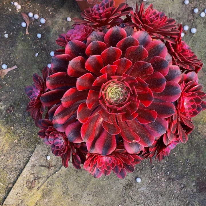 黑同超白多肉1颗