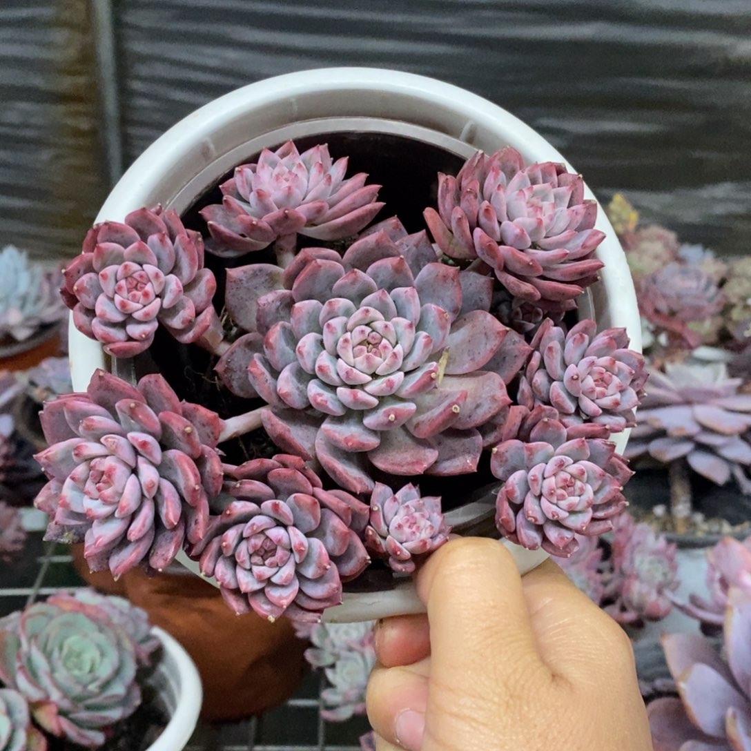 霜花小老桩手捧多肉