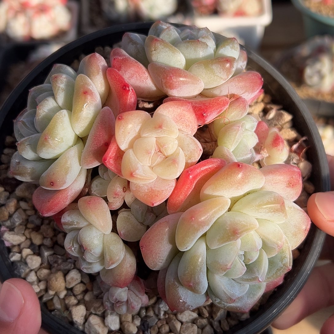 多头草莓老桩奶油冰玉自然群