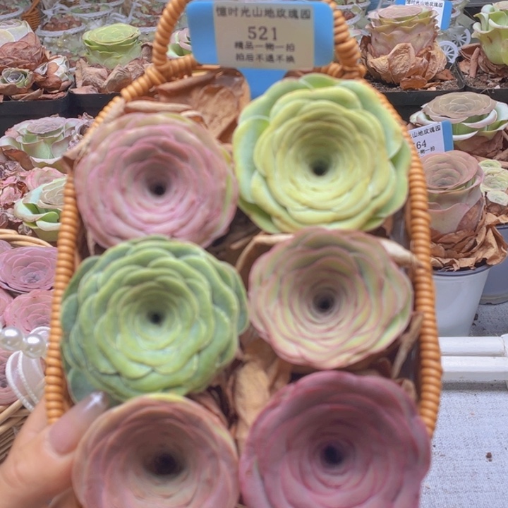 山地玫瑰521裸根发货不售后