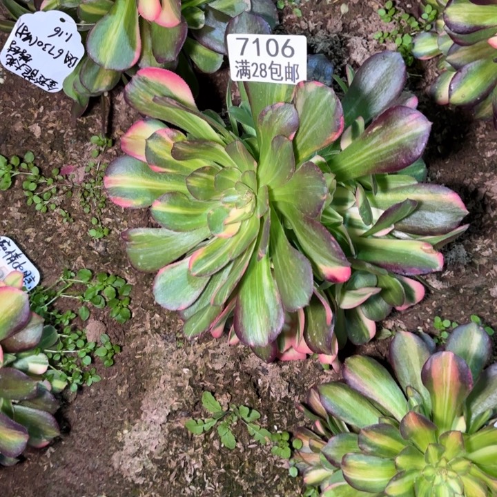 A.  7106处理七彩拉丝多肉