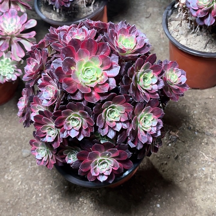 多肉植物法师安娜18