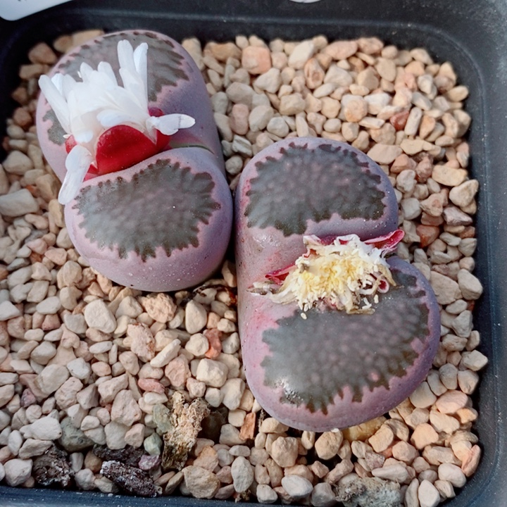 生石花花花花花花931