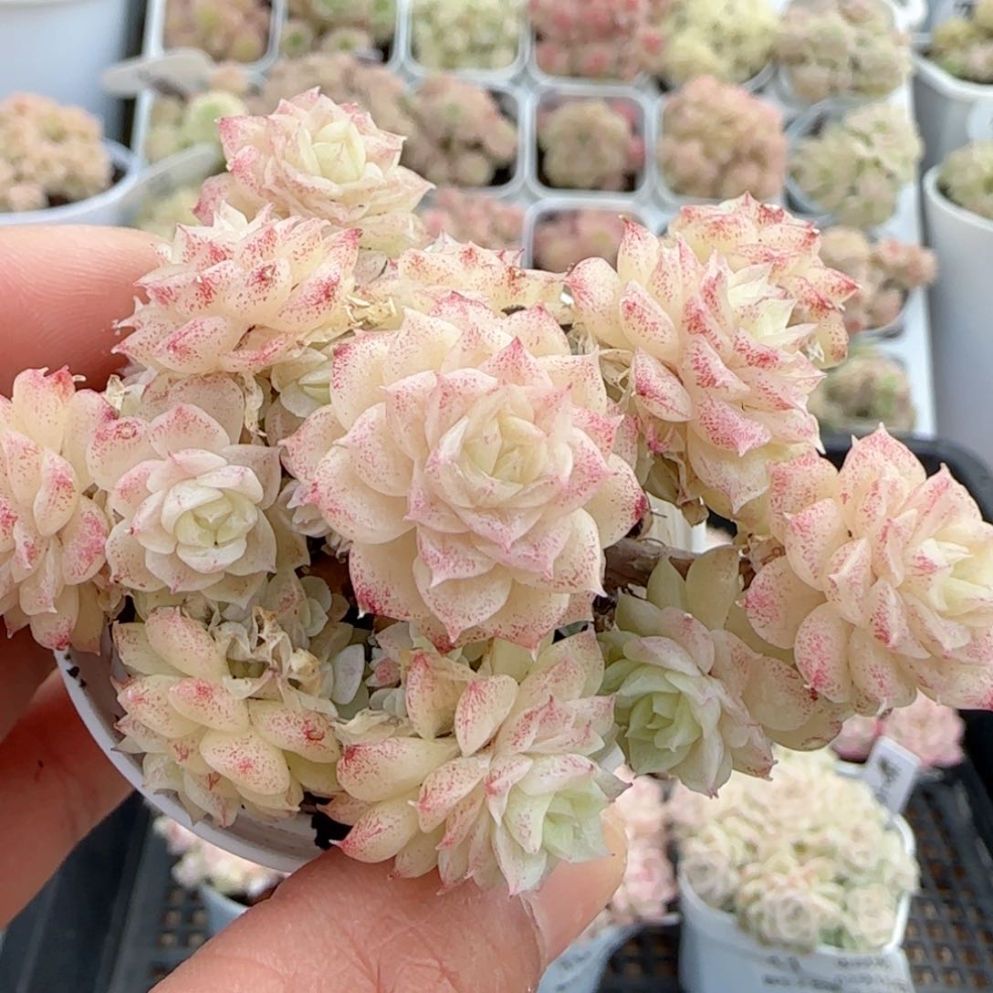 【闪购商品】0215-12花朵麦杆