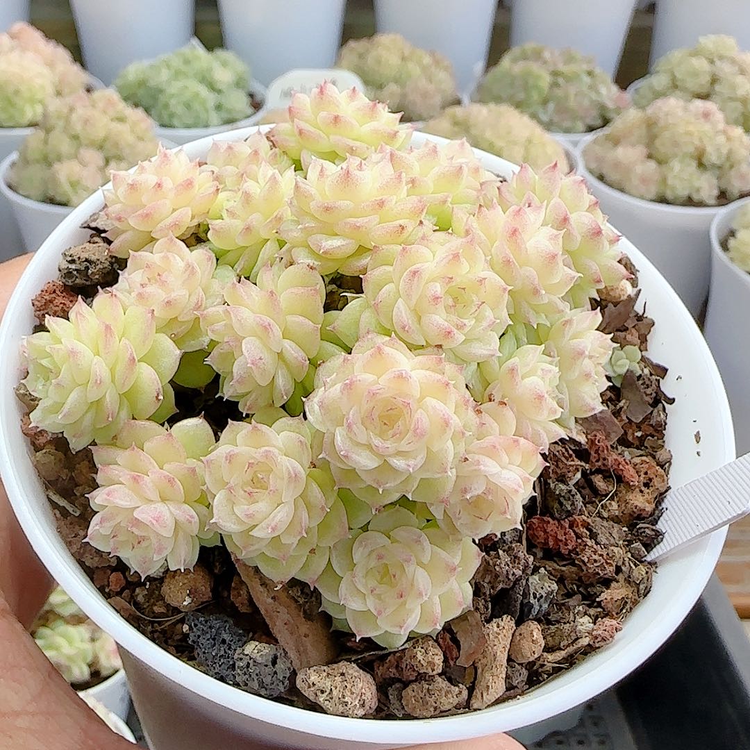 1126-14（ppt-24）边线优选