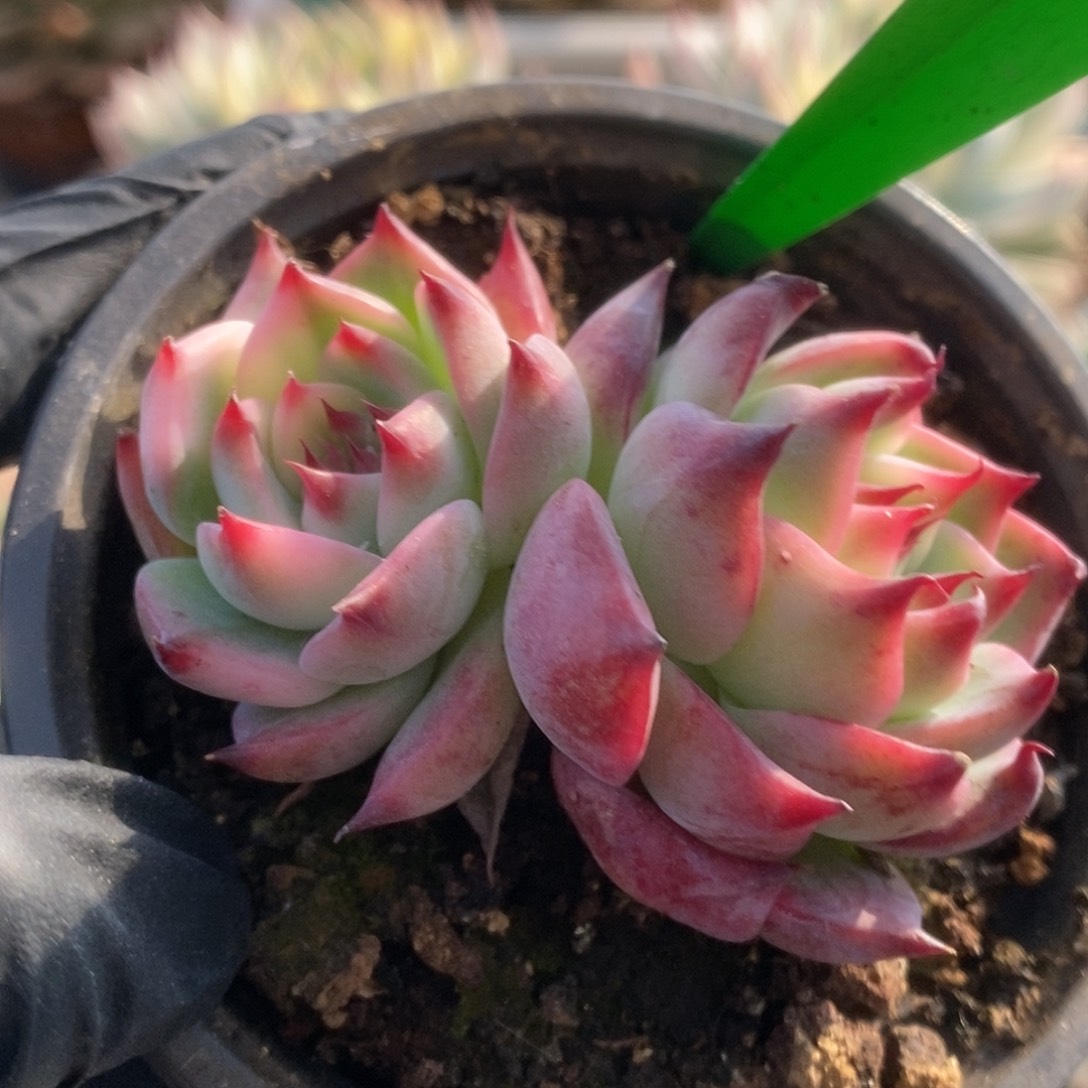 157锦锦锦锦锦锦锦