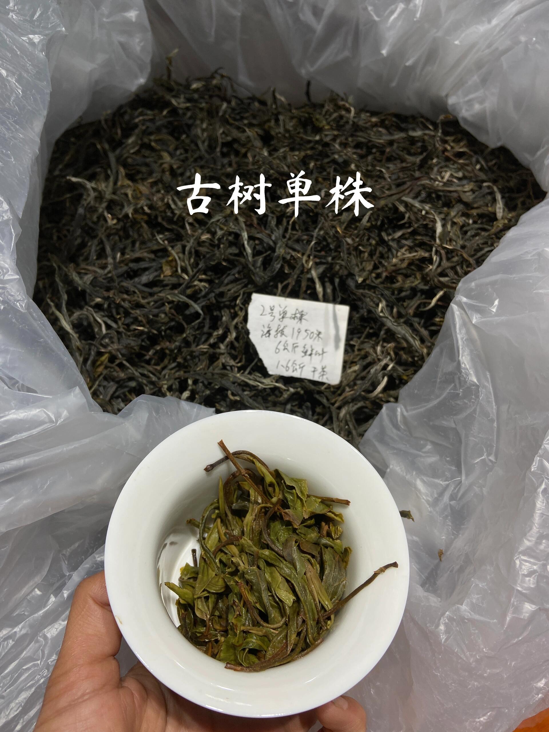 新粉限量十份！老班章单株纯料！老班章纯料天花板！每人5泡试喝！