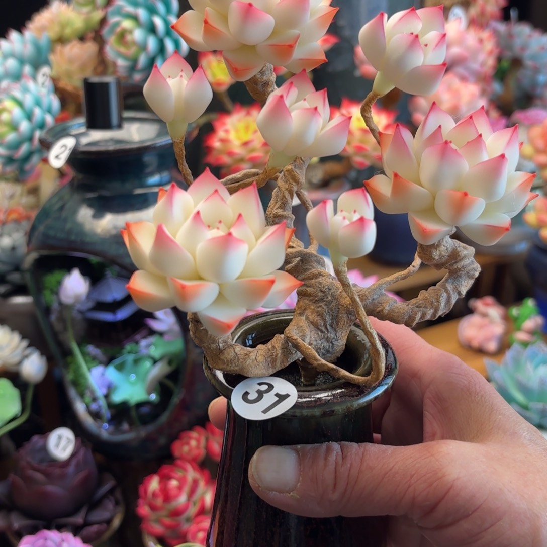 树脂粘土仿真多肉阿尔八佳人3头