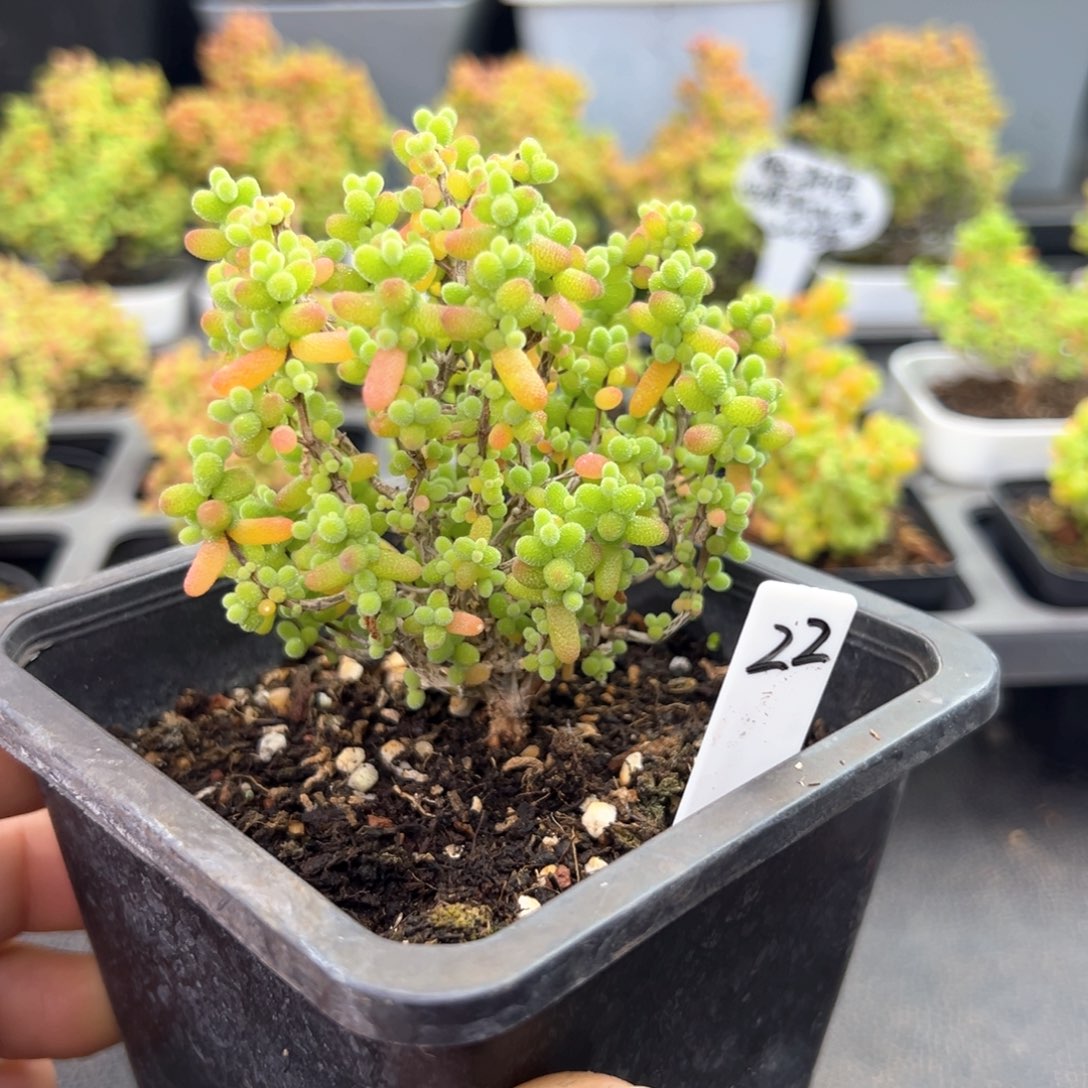 金桔糖球小树款22号