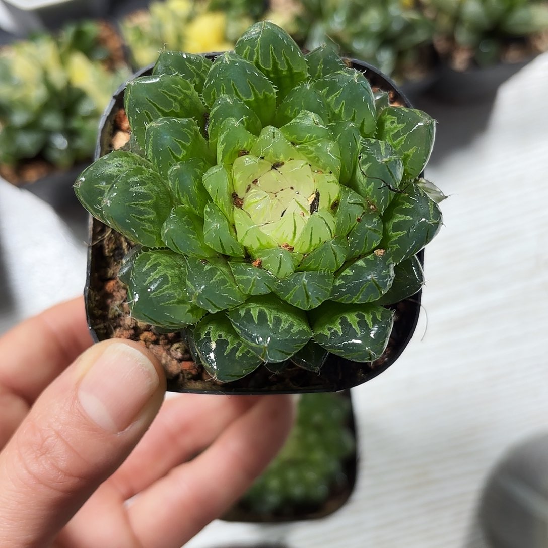 宝莲灯多肉植物66