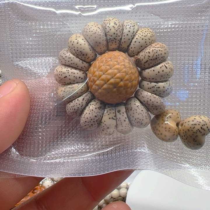 手串星月菩提树13备籽