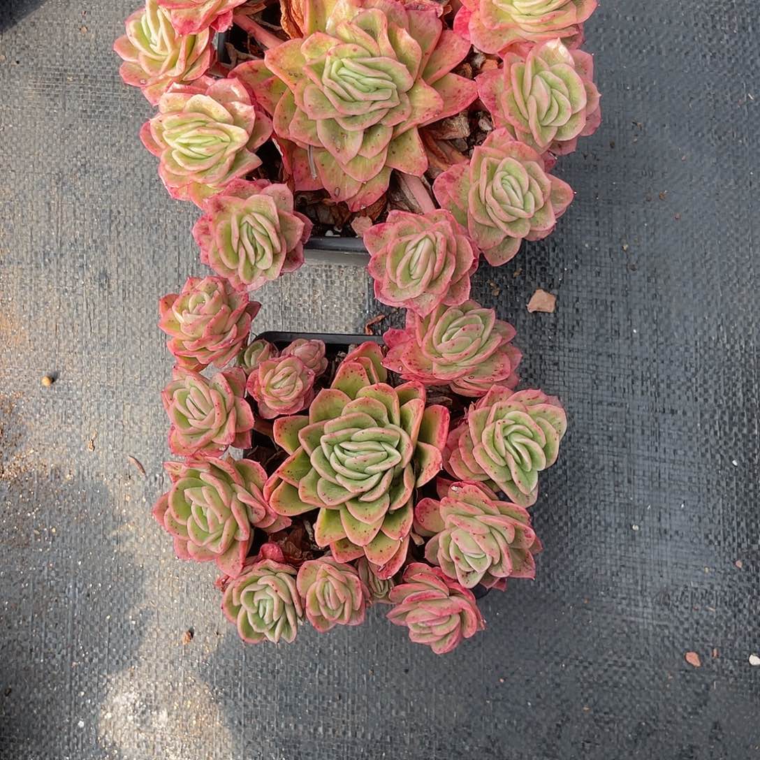 耿***耿云尘多肉一物一拍 15,