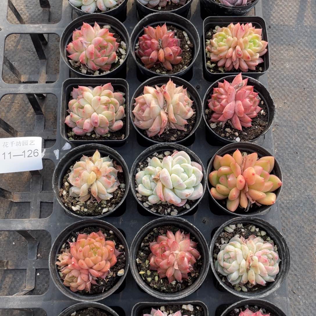 一物一拍18棵11-126