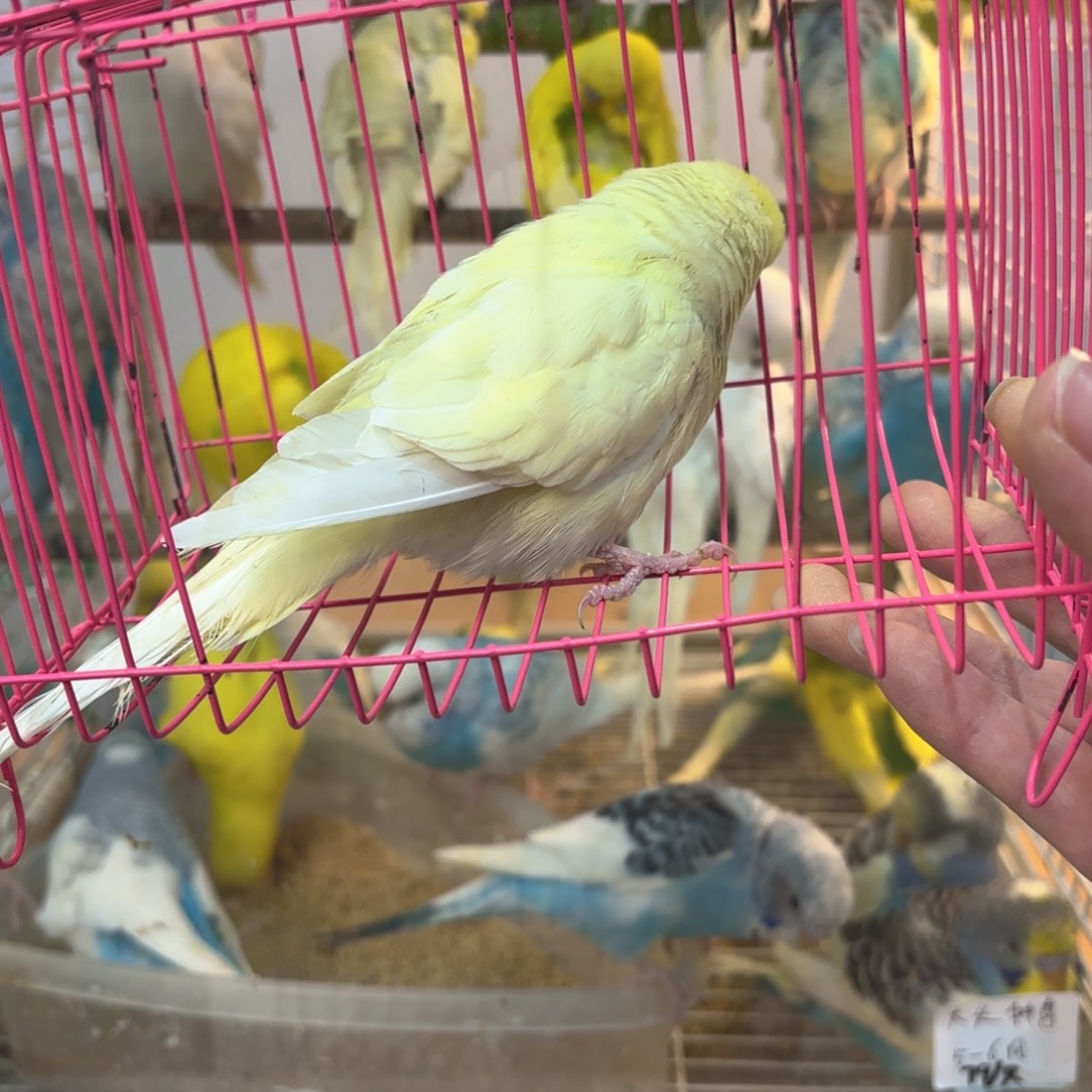 虎皮鹦鹉大头特价一只