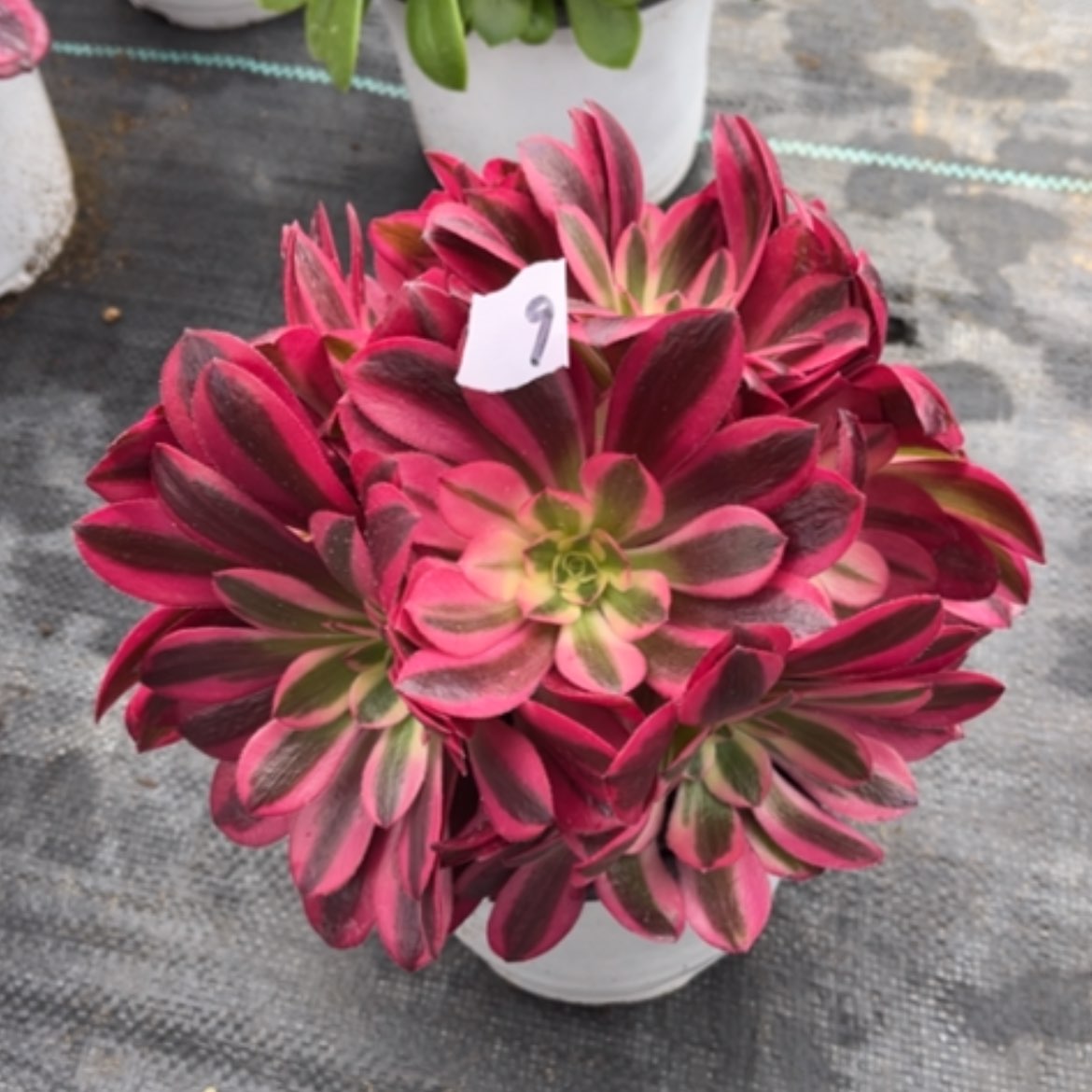 【闪购商品】9美杜莎绣球多肉法师