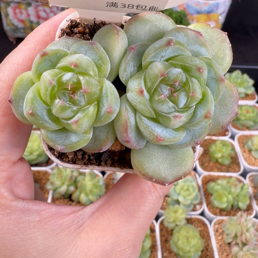 胖珍妮双头一颗180号一颗