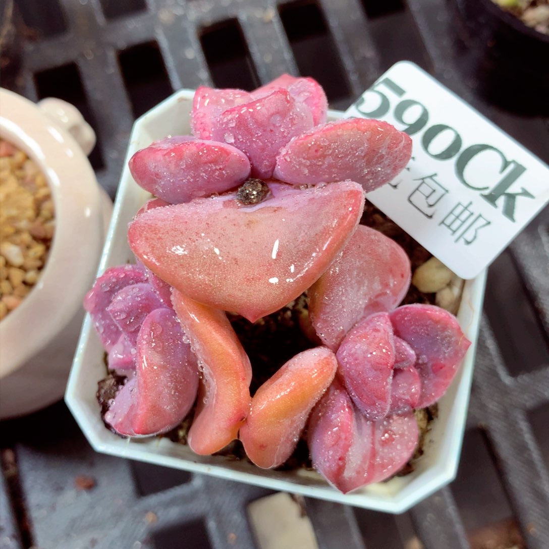 5厘米盆精控多肉590