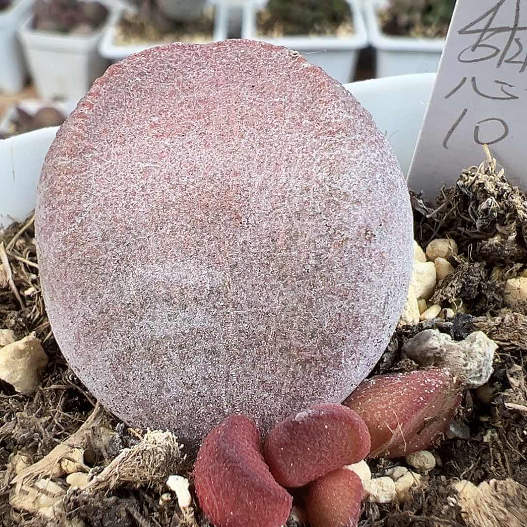 甜心多肉水泡植物