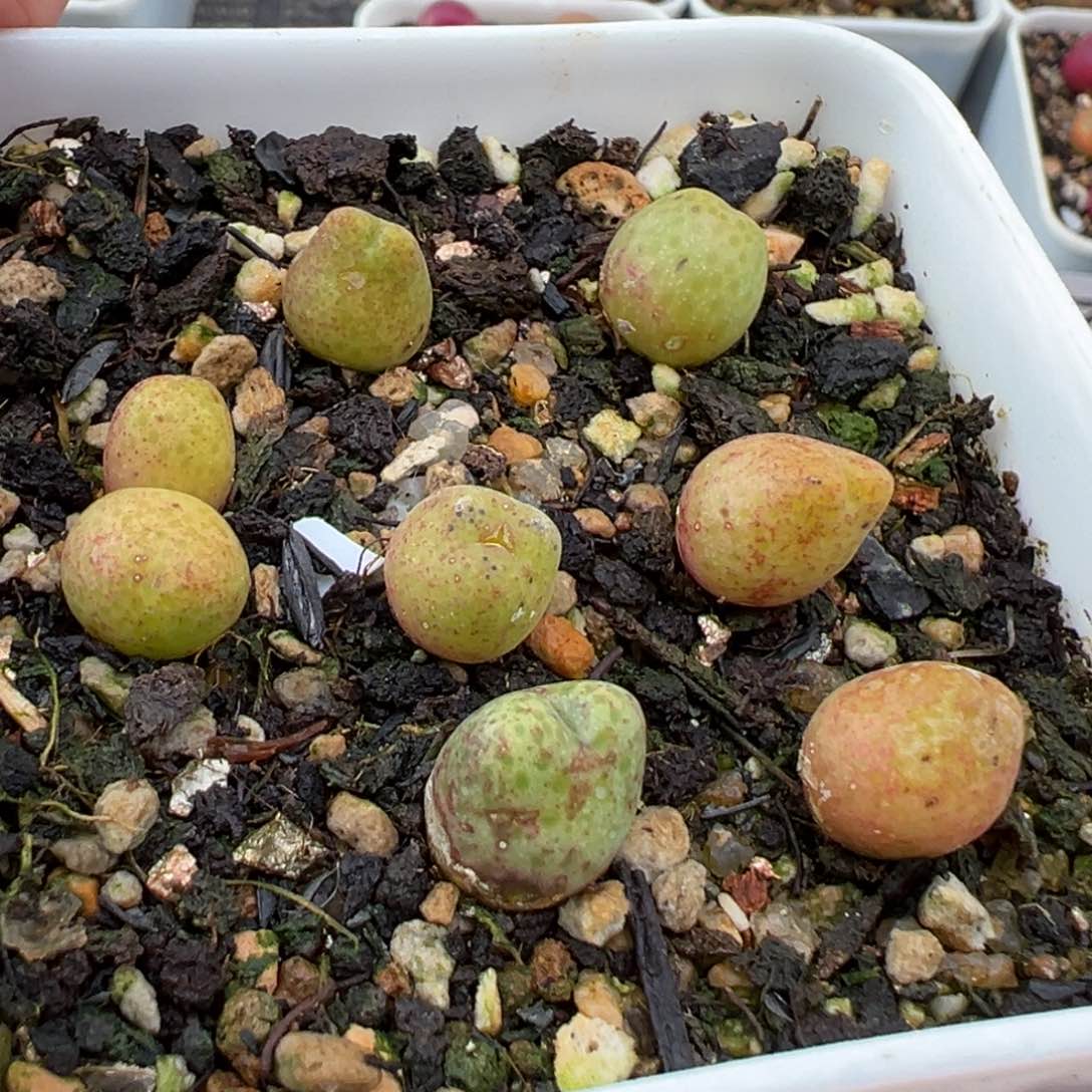 2.18好看的多肉267