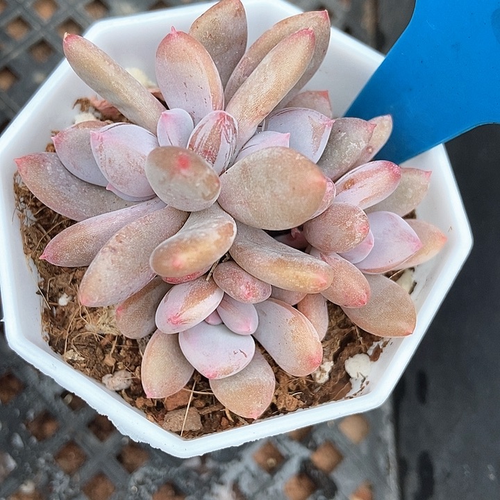 多肉植物灰姑娘784