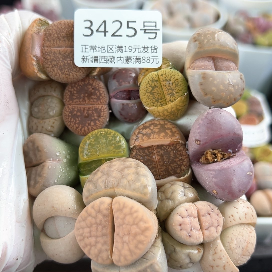 好养易活生石花大母本3425共14个清框下播福利