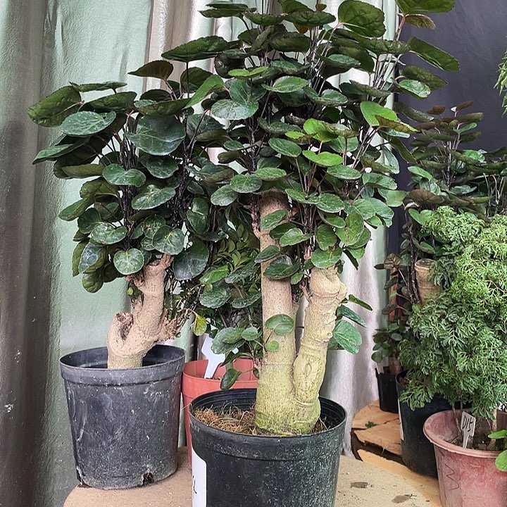 完全开放45552588