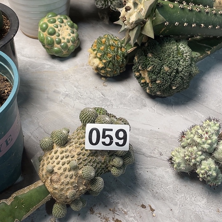 完全开放059精巧丸群