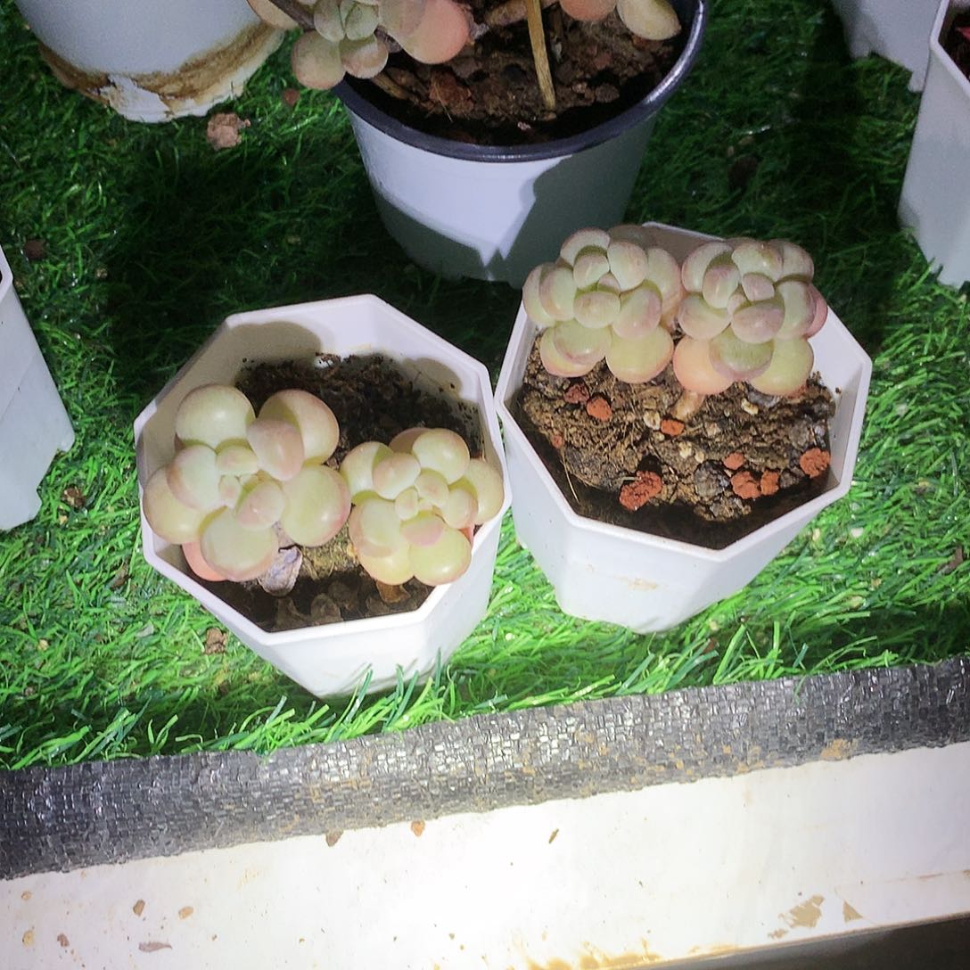 完全开放不过我们还会