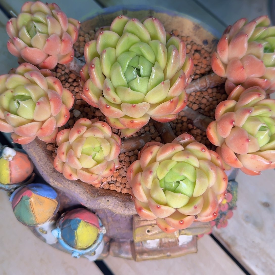 奶****多肉植物的生长发育