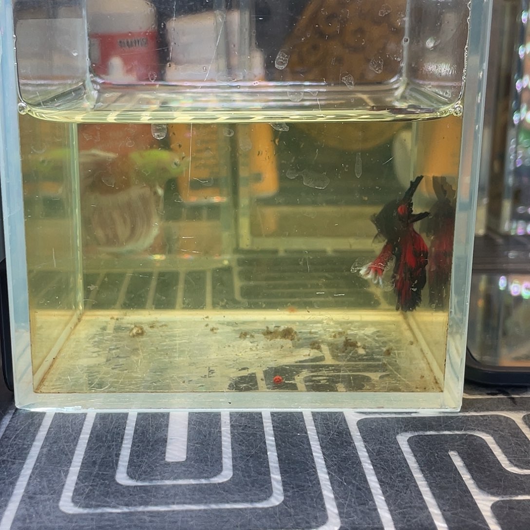 斗鱼4号129晚绣球hmpk