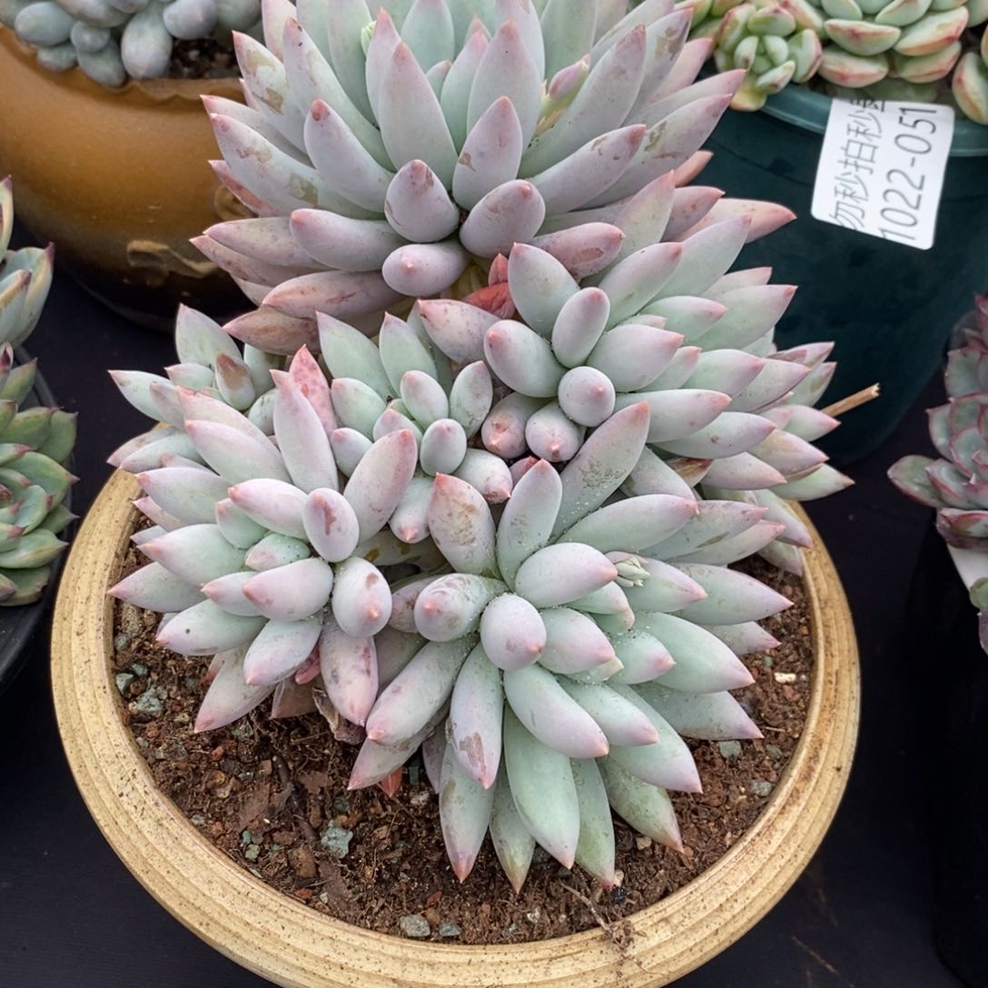 两单包邮1022-52所罗门