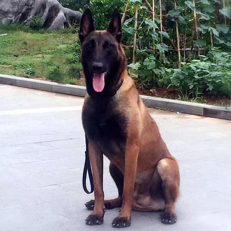 【保定宇凡芳姐】活体宠物狗狗