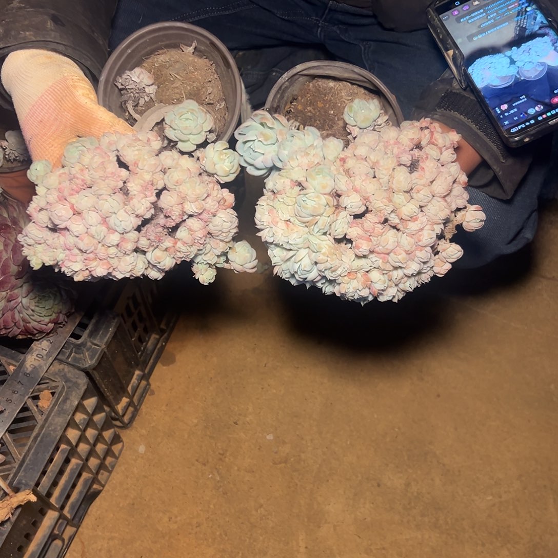 香水贝瑞缀化一棵发货