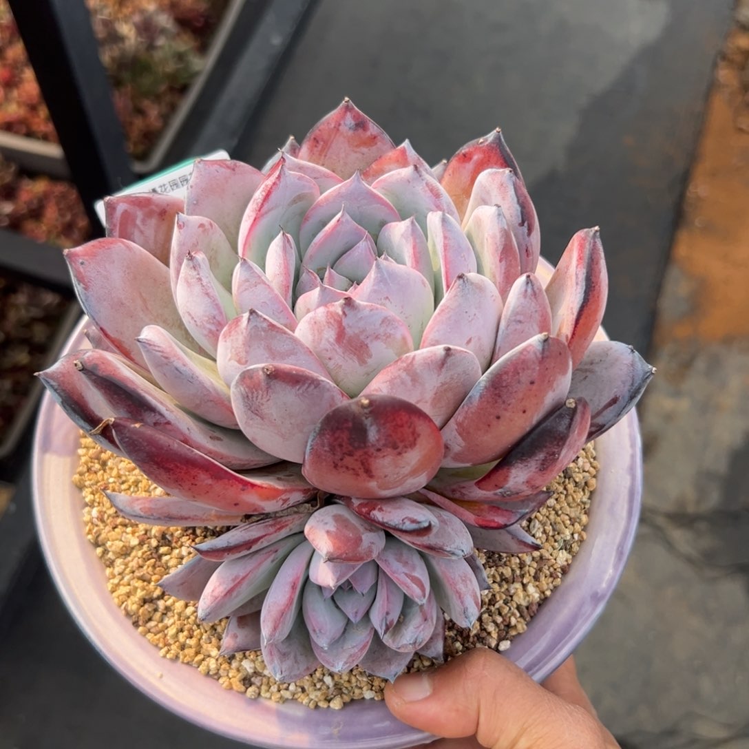 多肉一物一拍0222-90