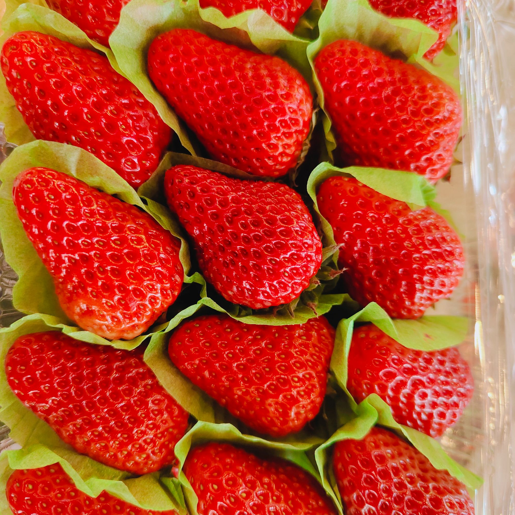 丹东九九草莓1斤