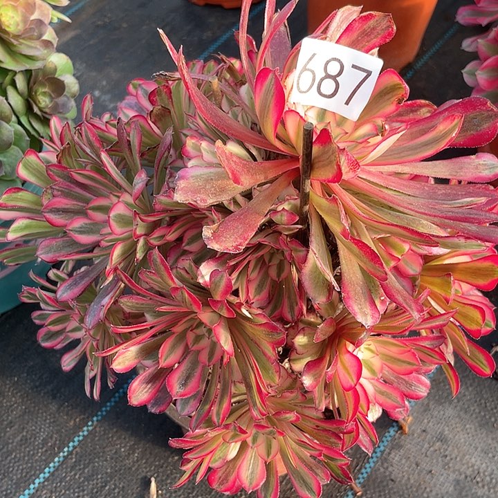 红铜仁687法师多肉