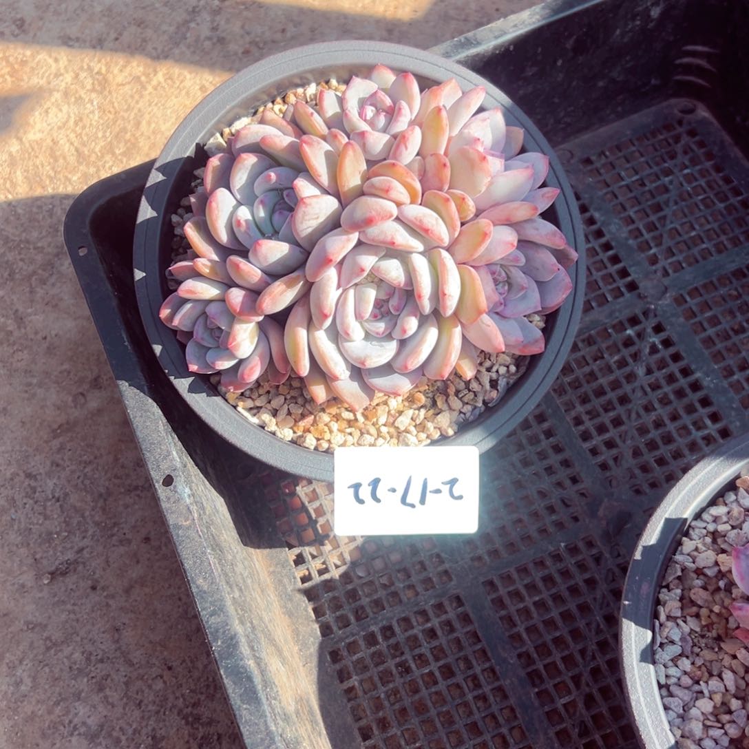 2-17-22静好多肉园艺