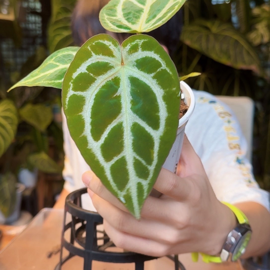 完全开放SKG银杂小钻石Y183