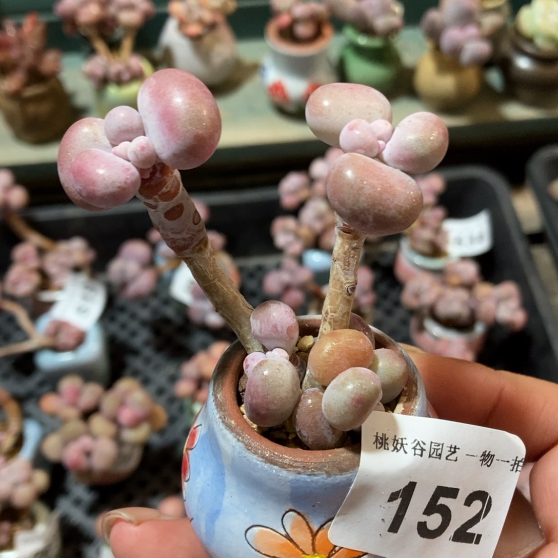 152糖果腰子蛋带盆土
